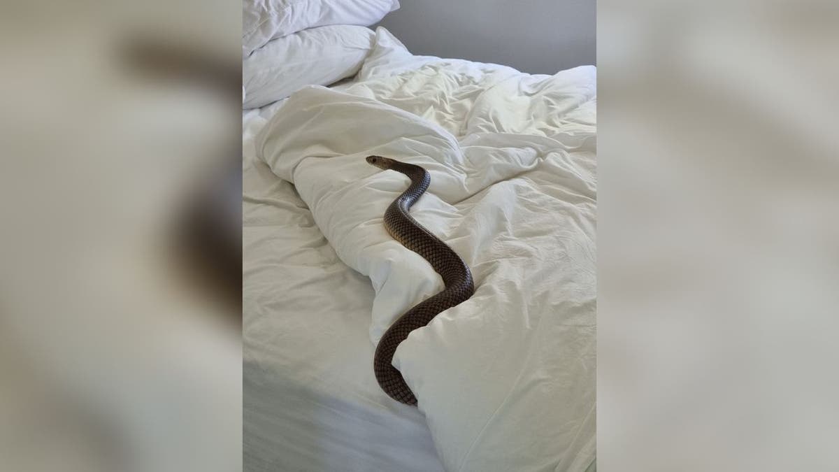 Eastern Brown Snake found in Australian woman's bed