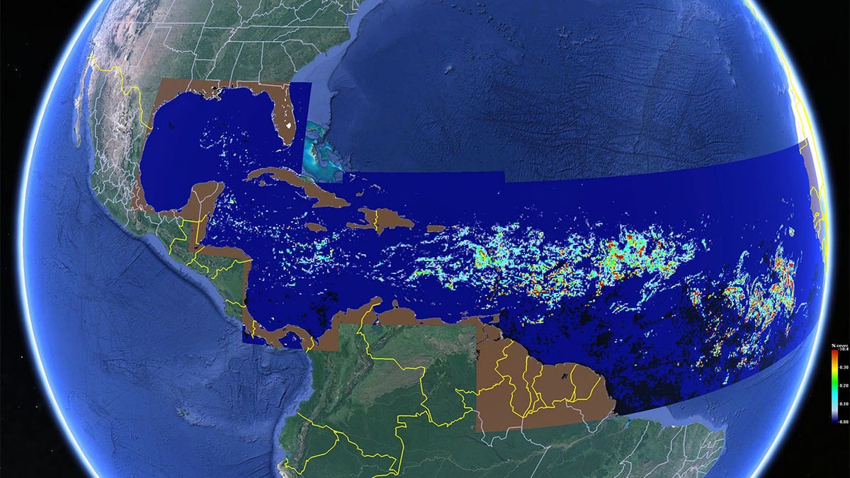 Sargassum image