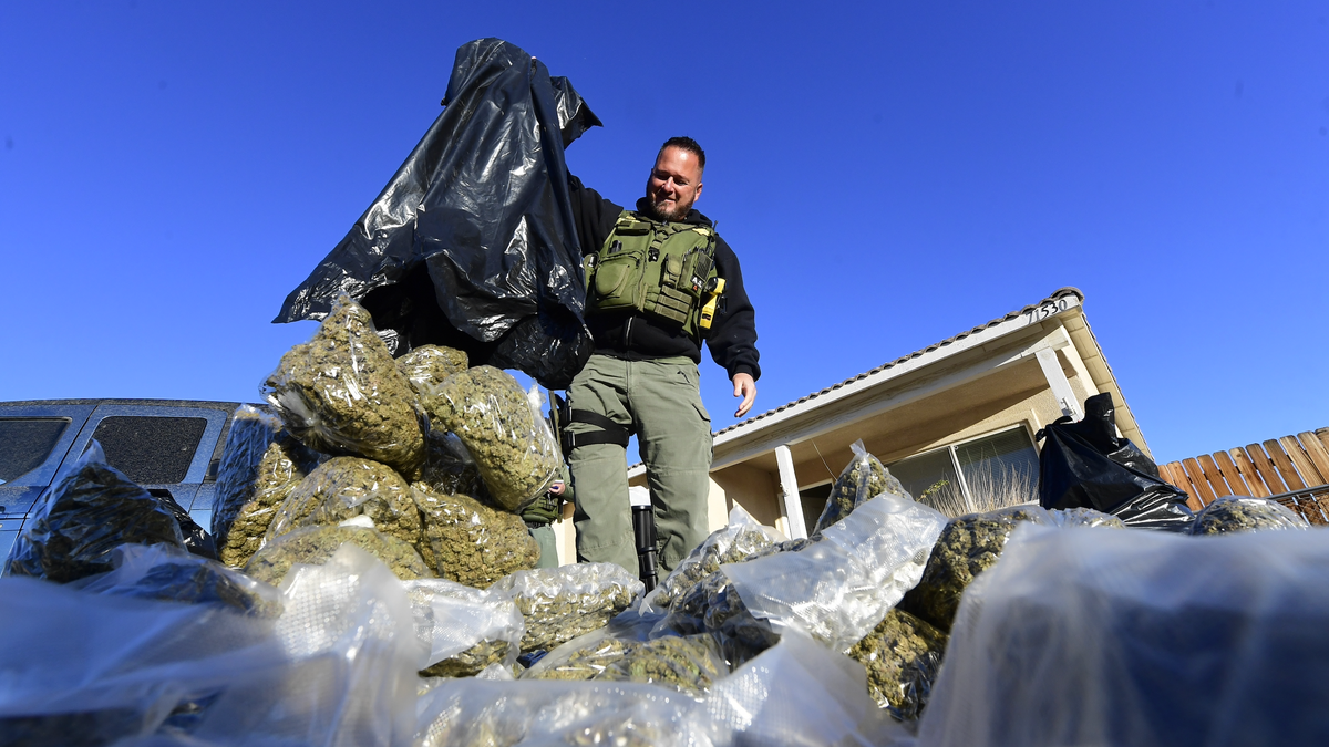 Sgt. Debevek handling seized cannabis