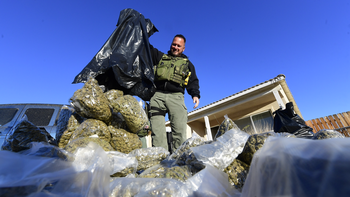 Sgt. Debevek handling seized cannabis