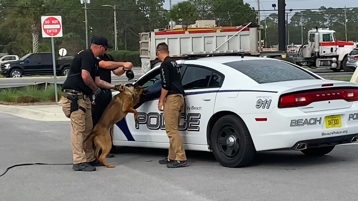 Two officers standing with a police dog bitting a pretend suspect through the driver's window of a police car