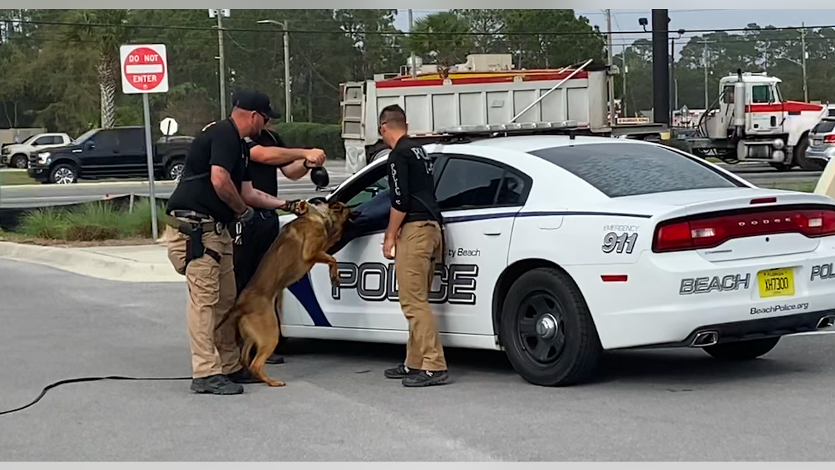 Two officers standing with a police dog bitting a pretend suspect through the driver's window of a police car