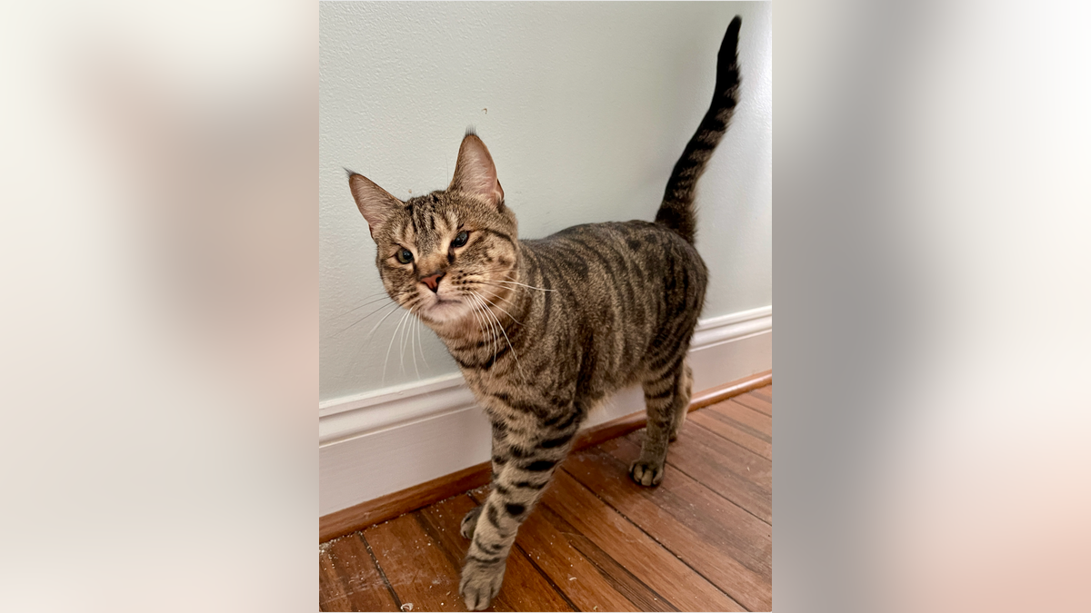 tabby blind vision impaired cute cat