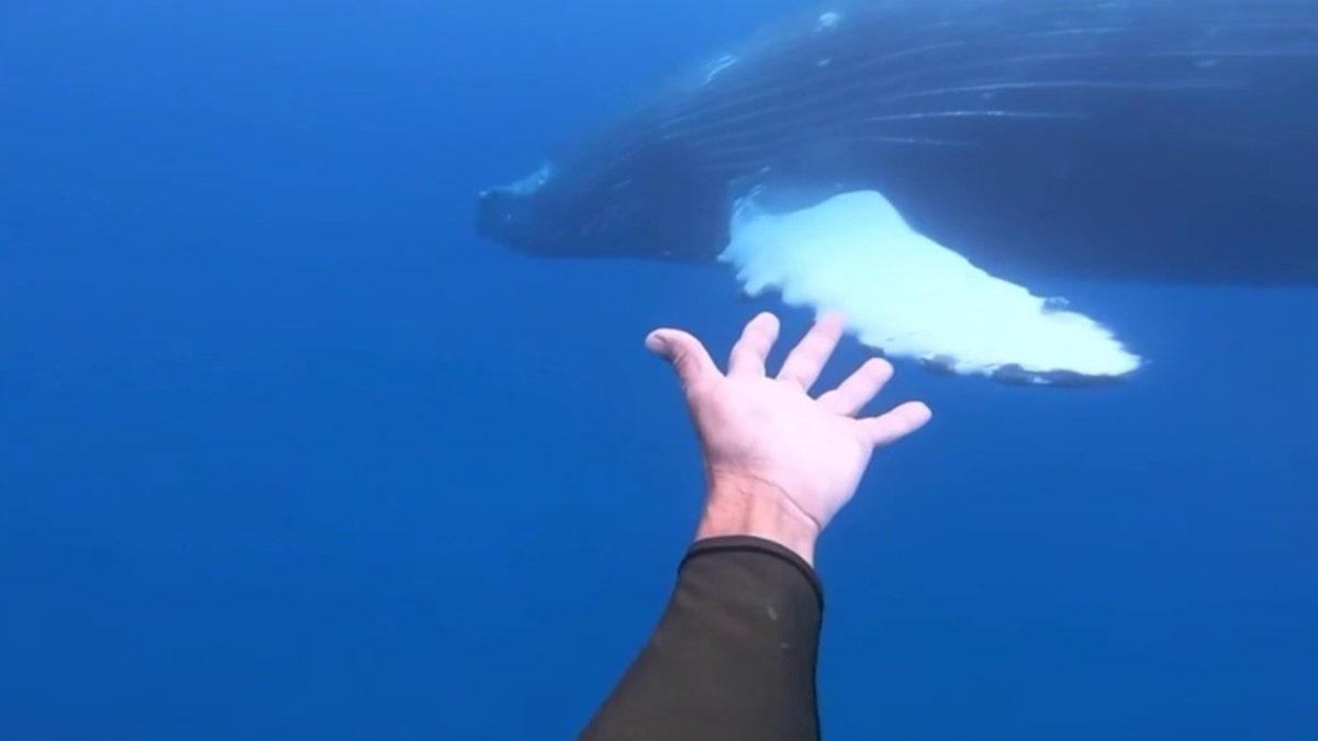 A man reaches toward a whale's fin