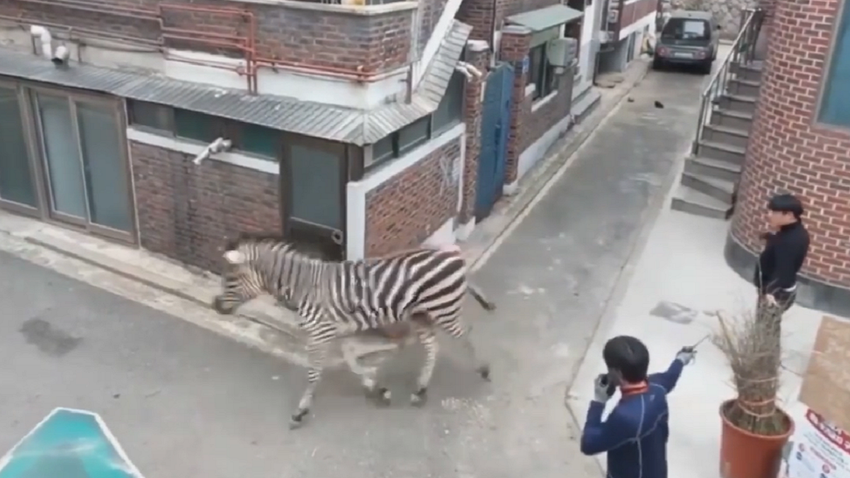 Zebra runs around Seoul, South Korea