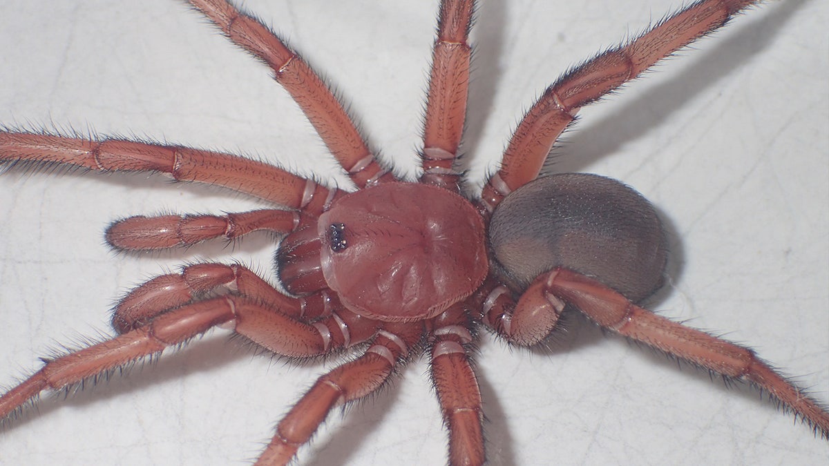 Rare and giant' trapdoor spider species, Euoplos dignitas, discovered in  Brigalow Belt - ABC News