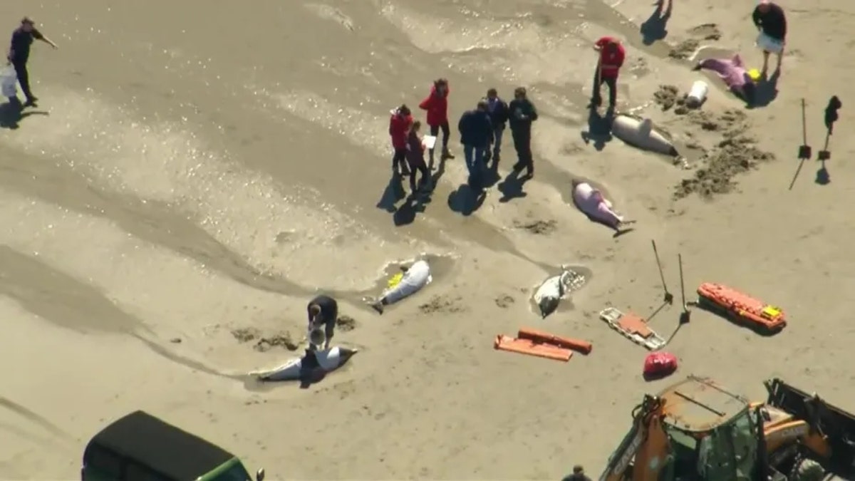 Crews worked to save the pod of dolphins on the New Jersey beach