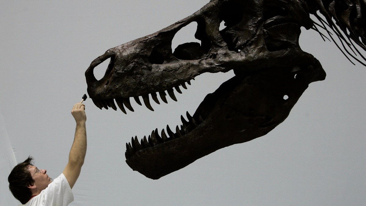 Tyrannosaurus rex and velociraptor may have had lips covering