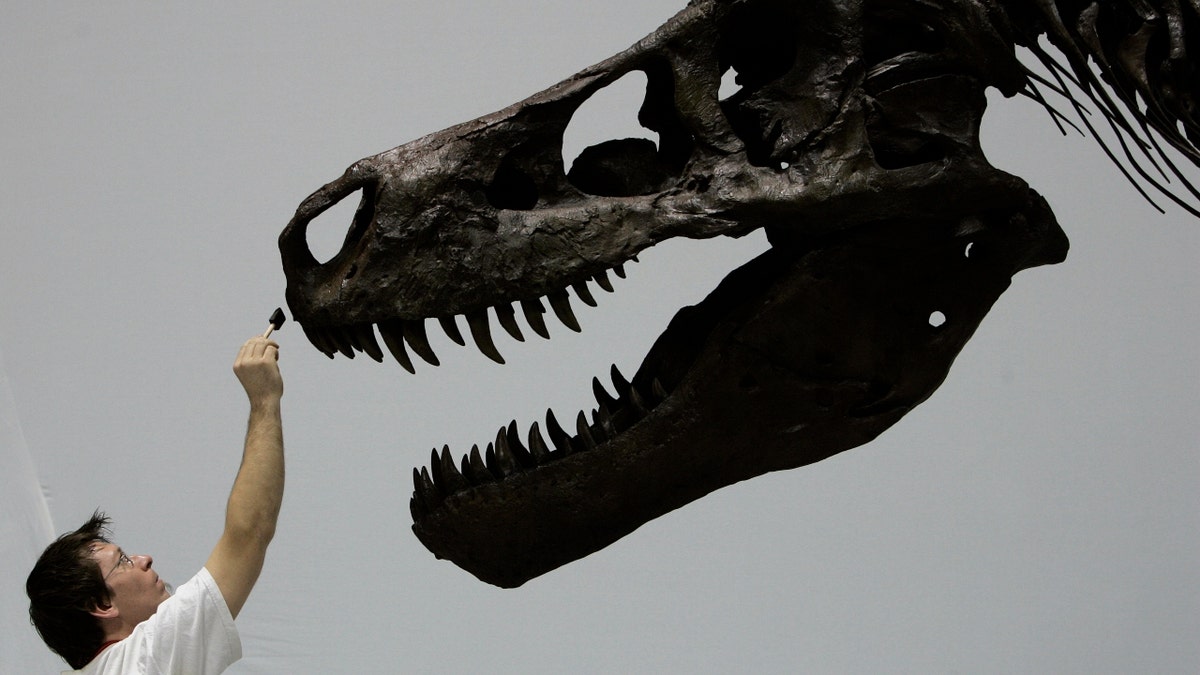 Cast and Specimen of the T.Rex Sue on loan from the Field Museum, Chicago