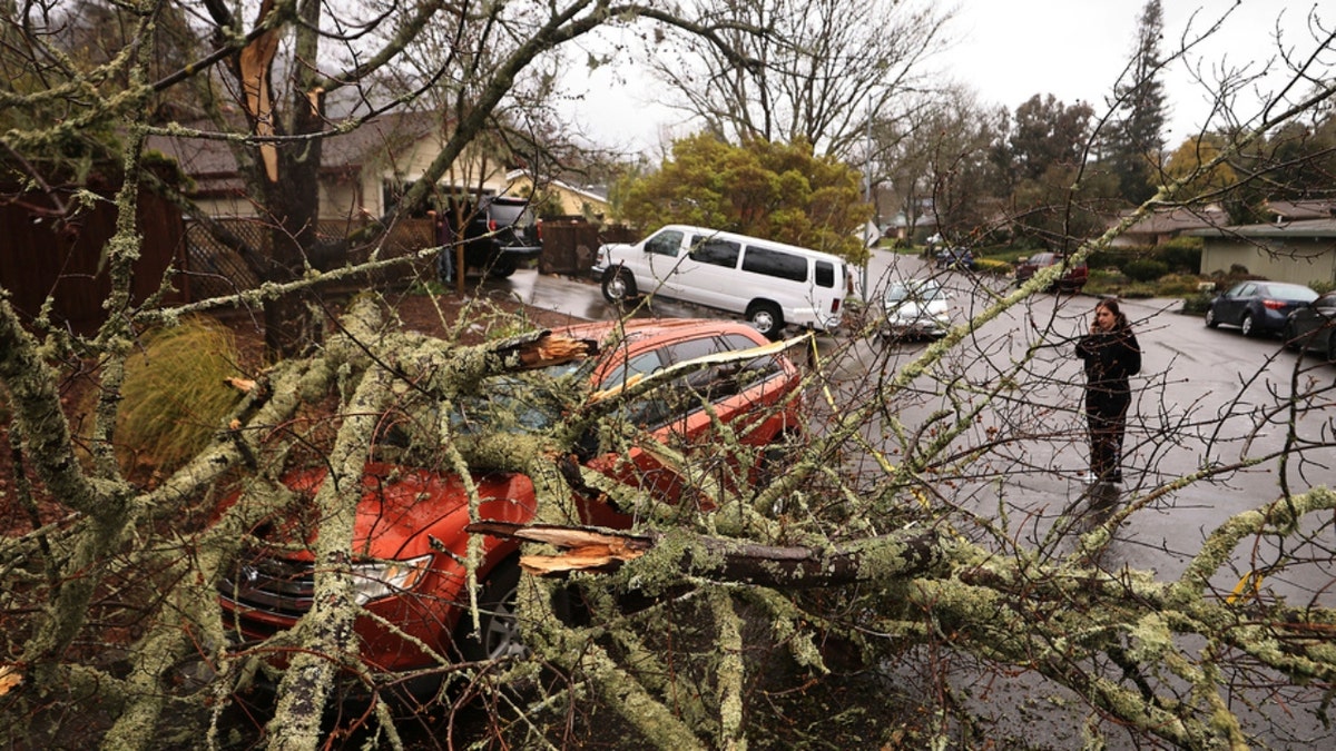 A woman in Santa Rosa surveys damage from a fallen tree on a vehicle