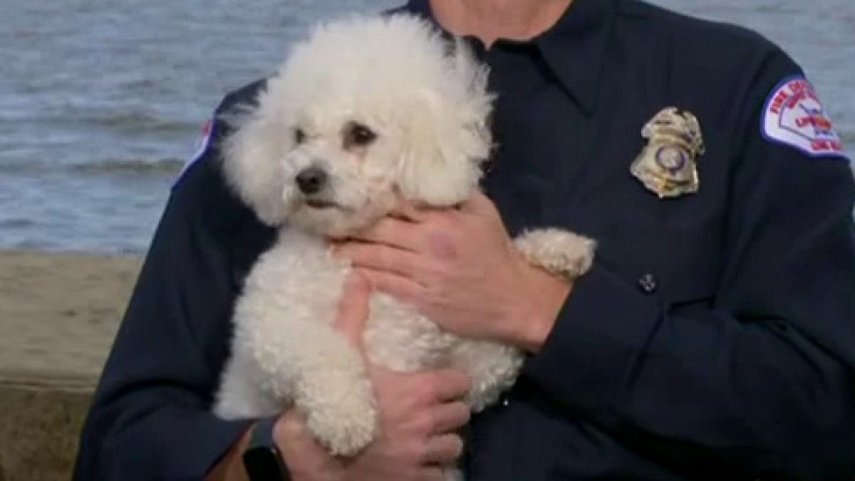 https://a57.foxnews.com/static.foxnews.com/foxnews.com/content/uploads/2023/03/1200/675/Tucker-Heroic-lifeguard-saves-dog-from-drowning-2.jpg?ve=1&tl=1