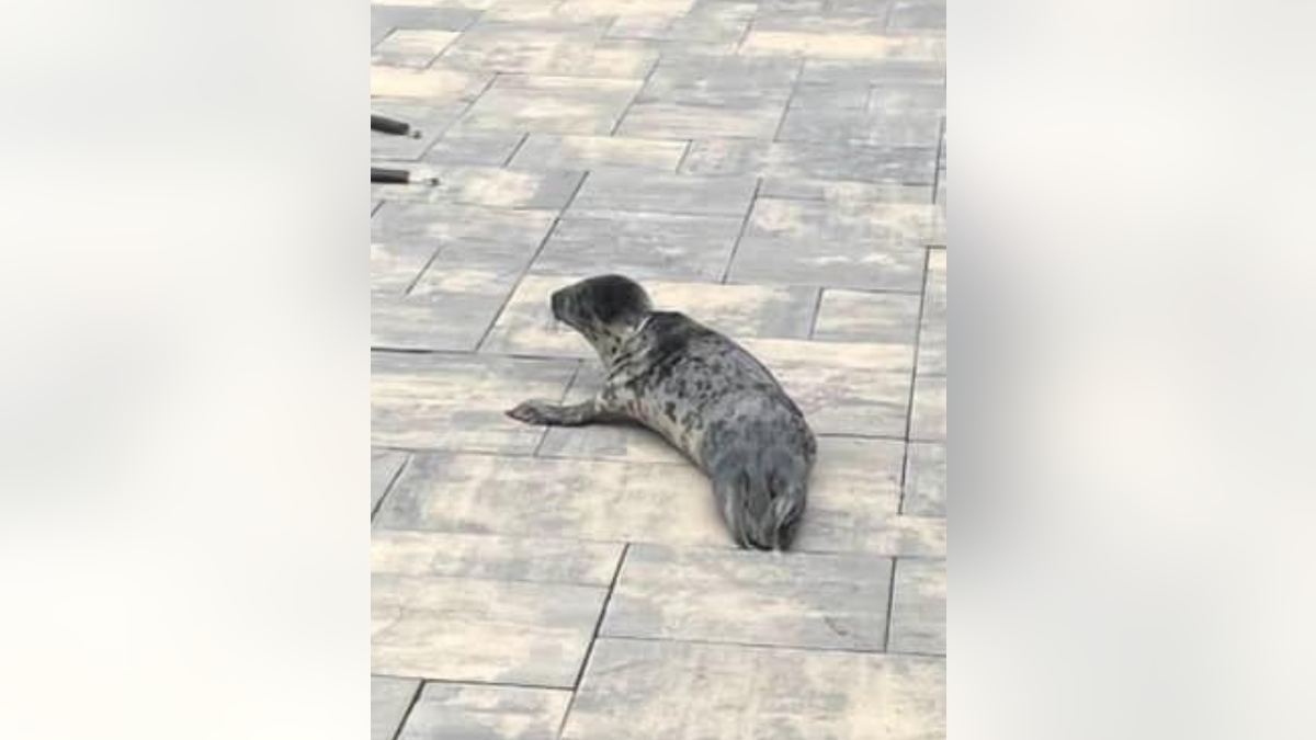 Rescued seal in backyard