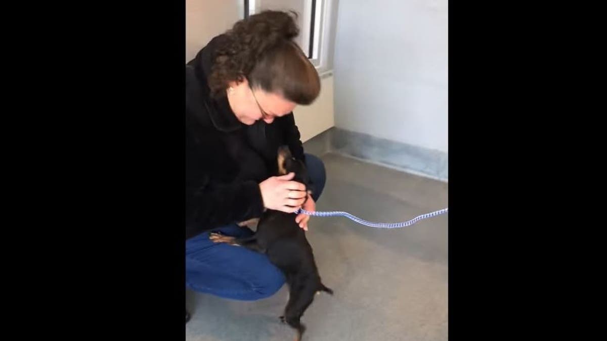 woman greets dog at shelter