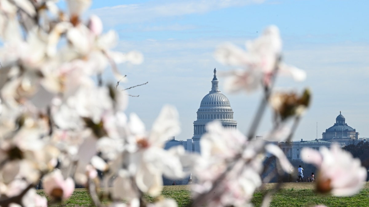 Cherry trees in Washington, D.C.