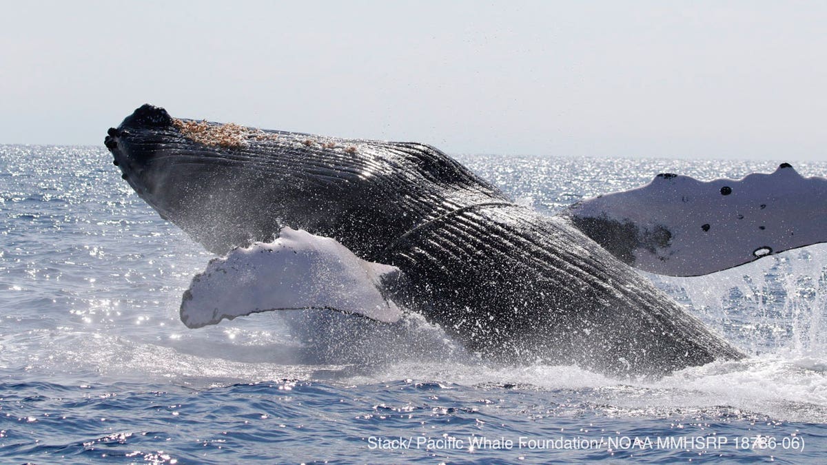 Humpback whale