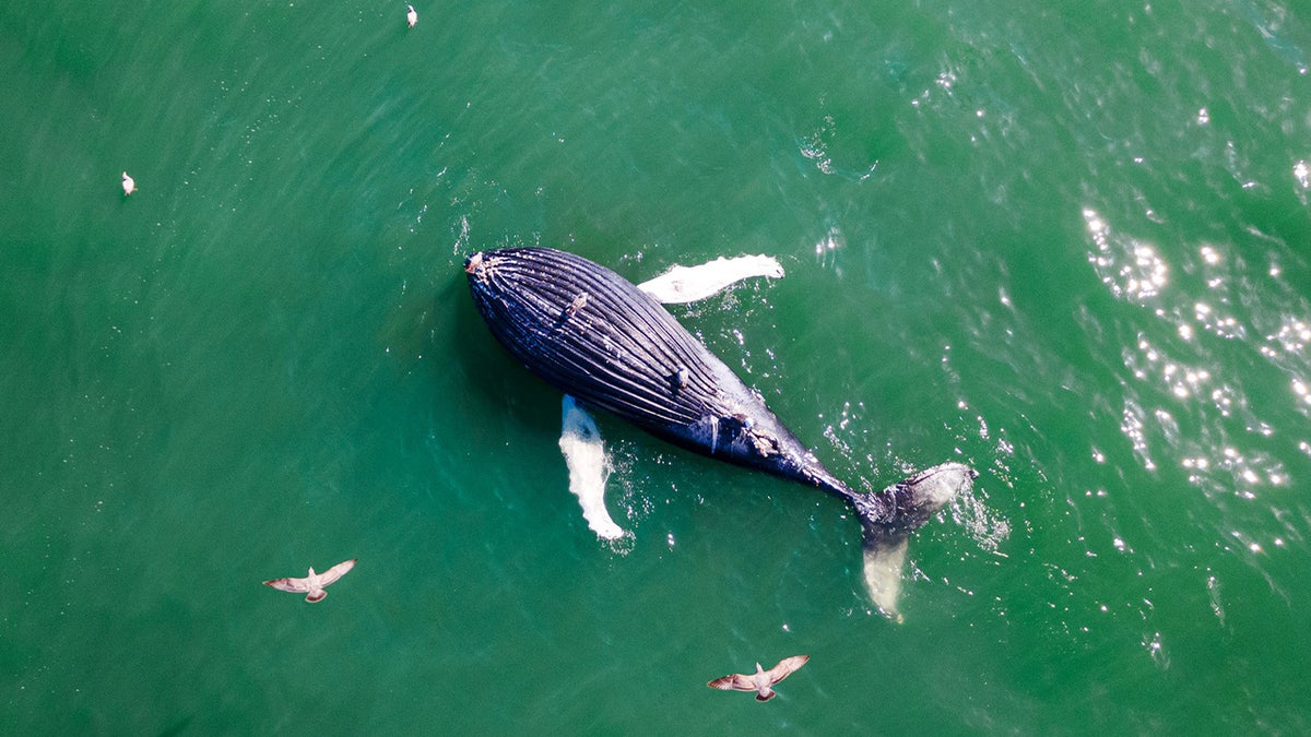 Humpback Whale