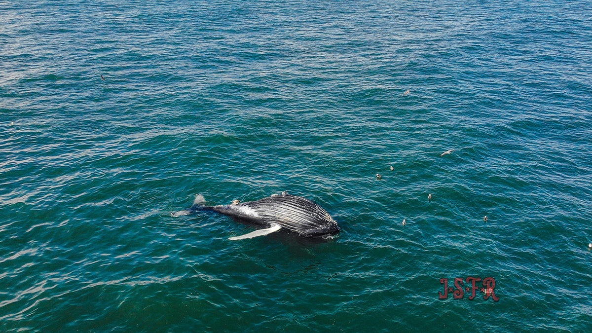 Humpback Whale