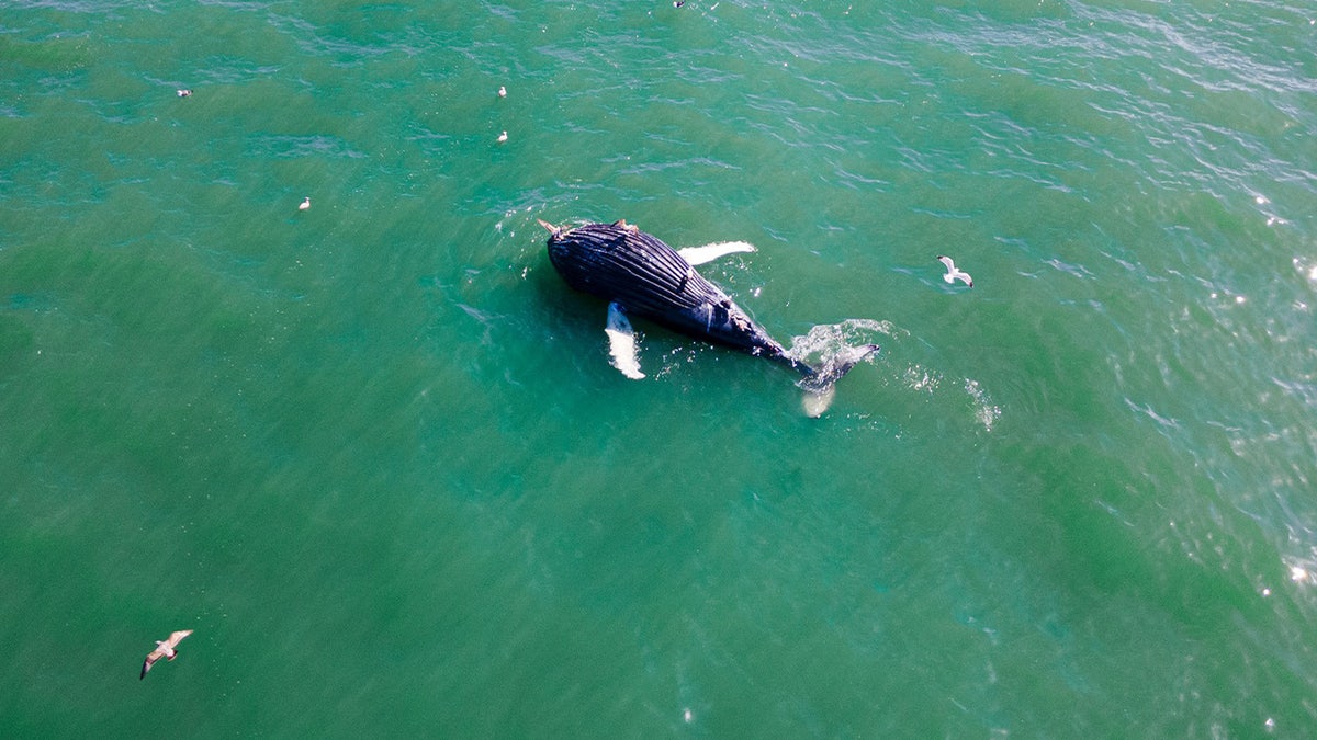 Humpback Whale