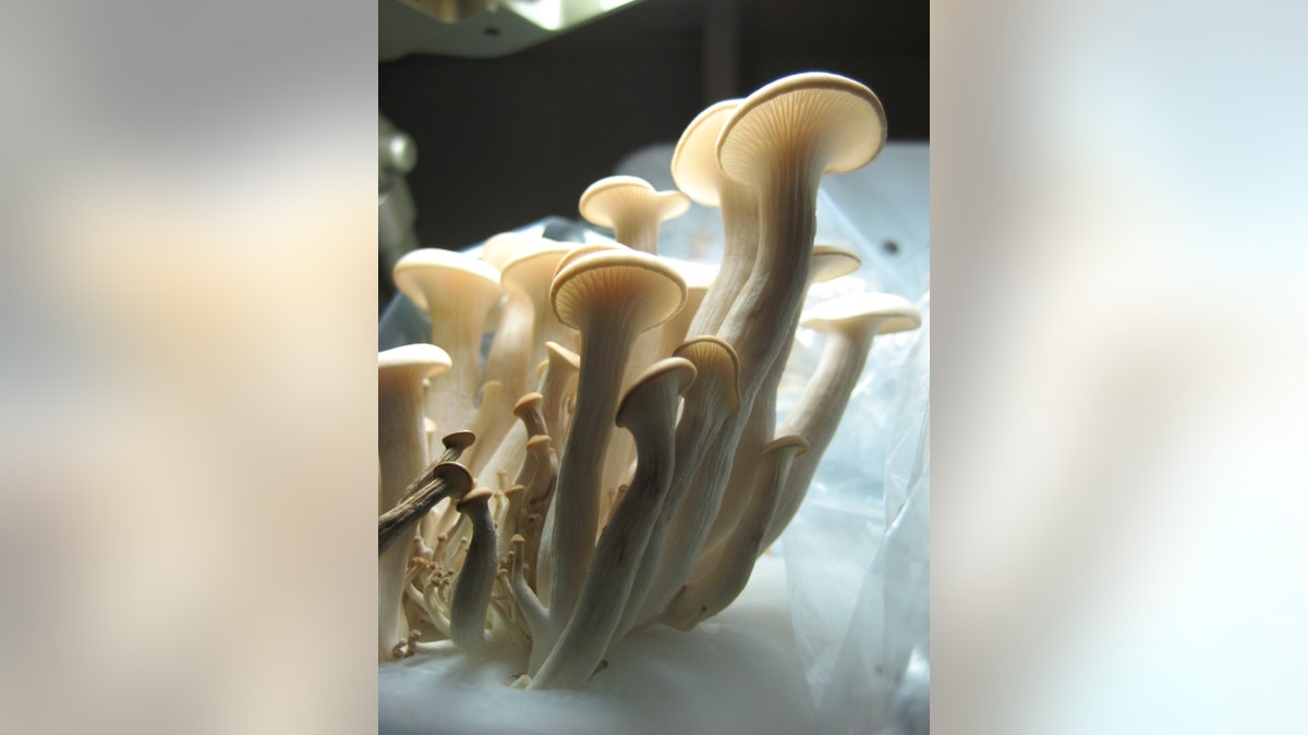 Oyster mushrooms