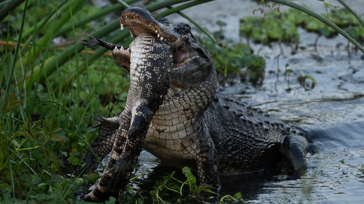 Large alligator with a smaller lizard in its mouth