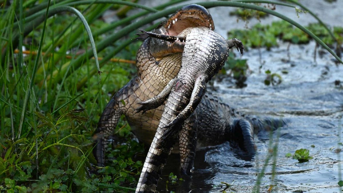 Large alligator lifts head while its mouth holds onto a smaller lizard