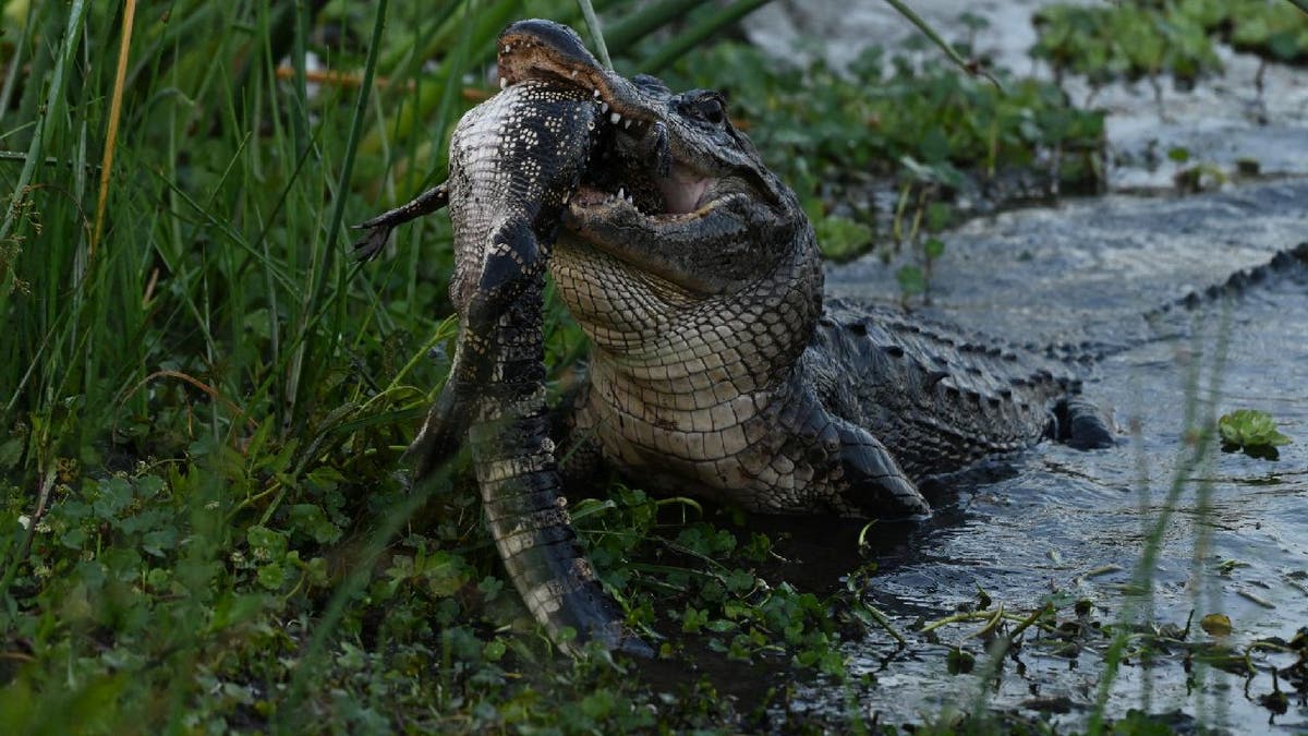 Large alligator continues to thrash a smaller lizard in its mouth