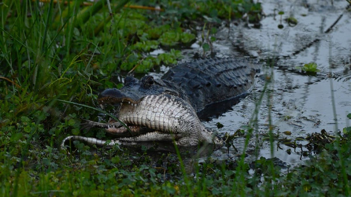 Large alligator lays down with a smaller lizard in its mouth