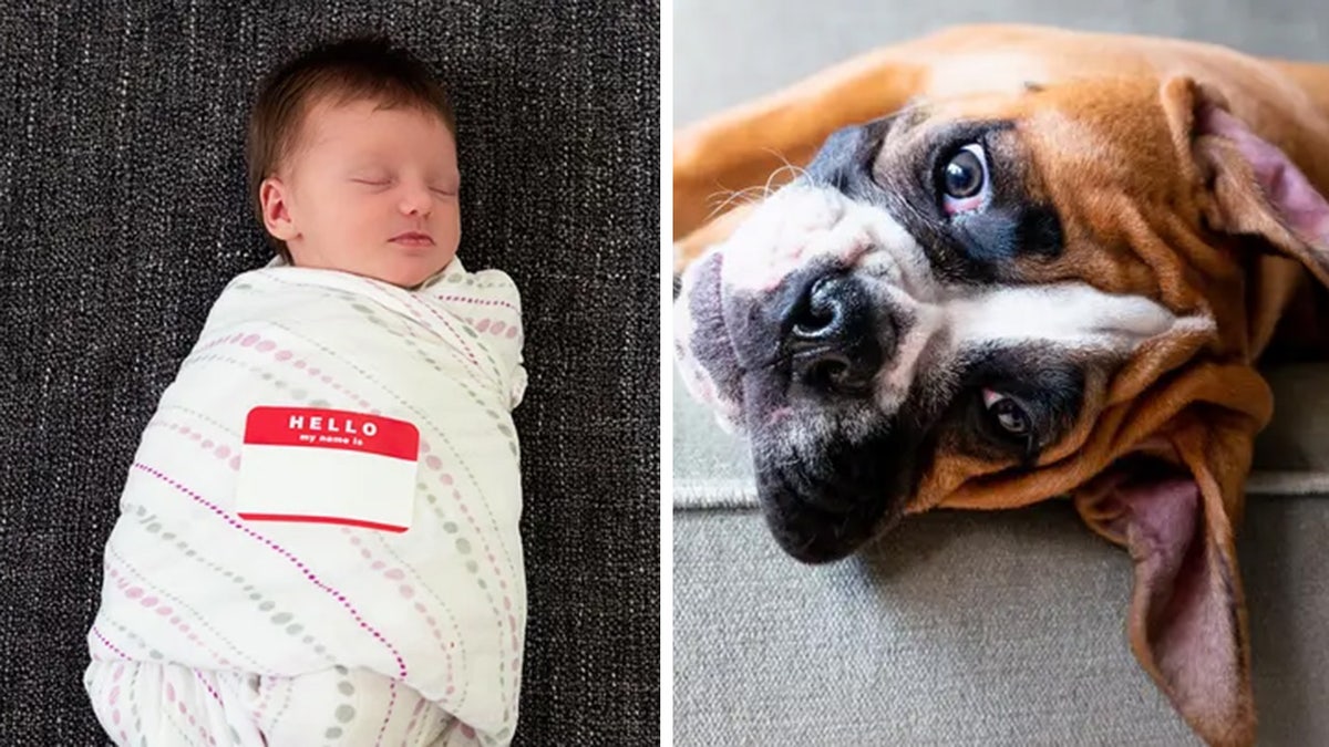 baby and dog split