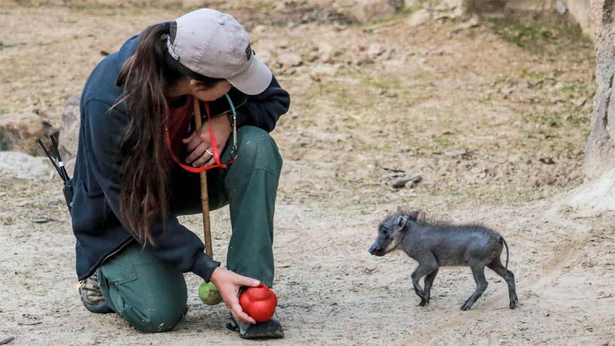 zoo keeper and baby warthog