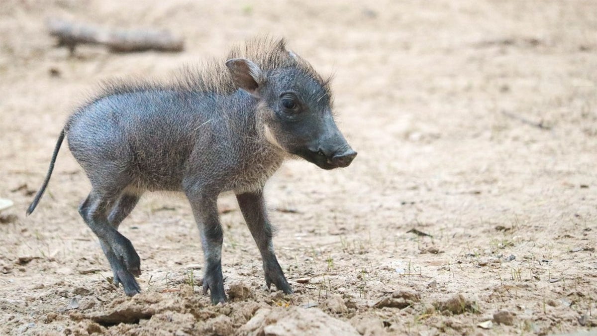 baby warthog