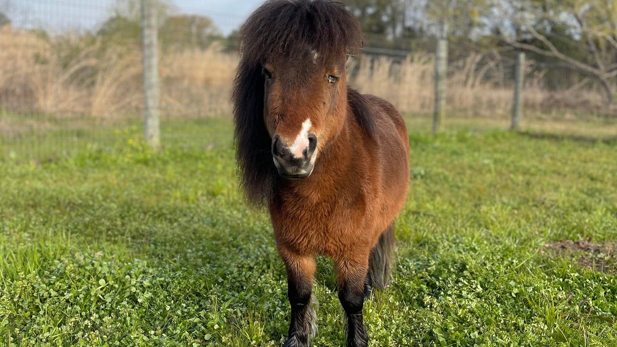 Ginuwine the pony seen in Alabama field