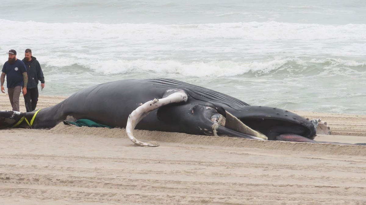 Beached whale