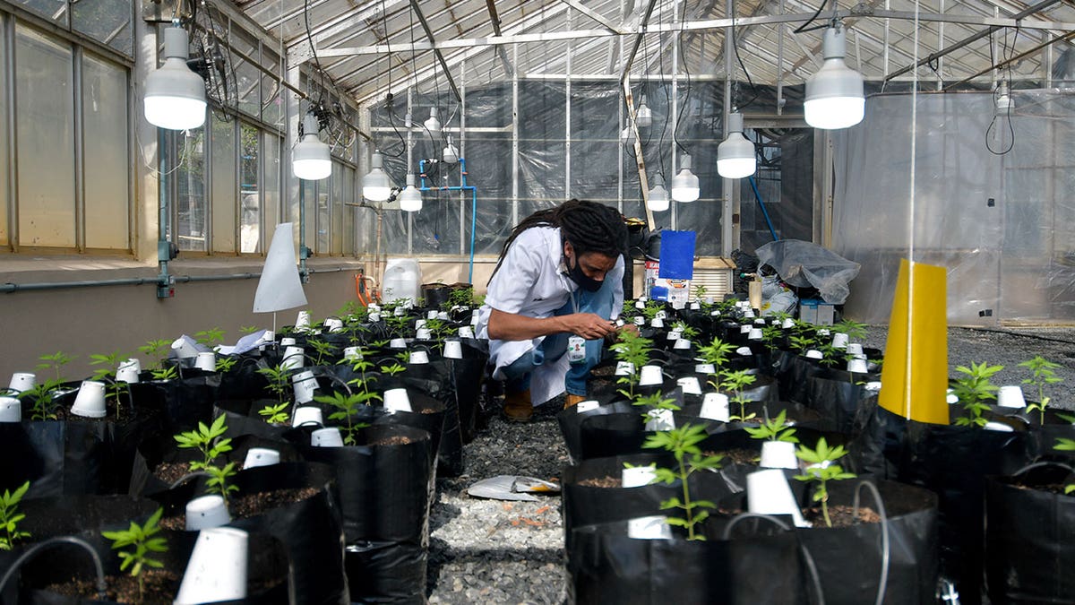 Cannabis greenhouse