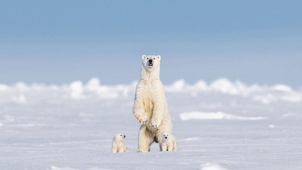 Polar bear is snapped standing upright in Canada's Baffin Island