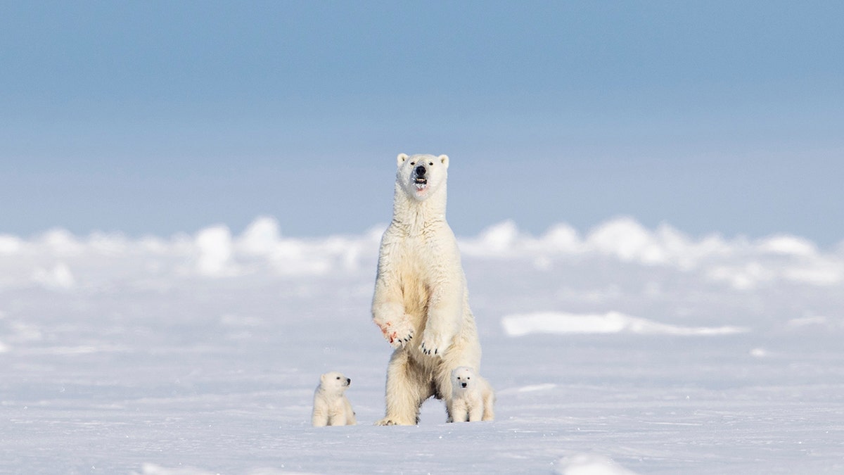 polar bear stands up
