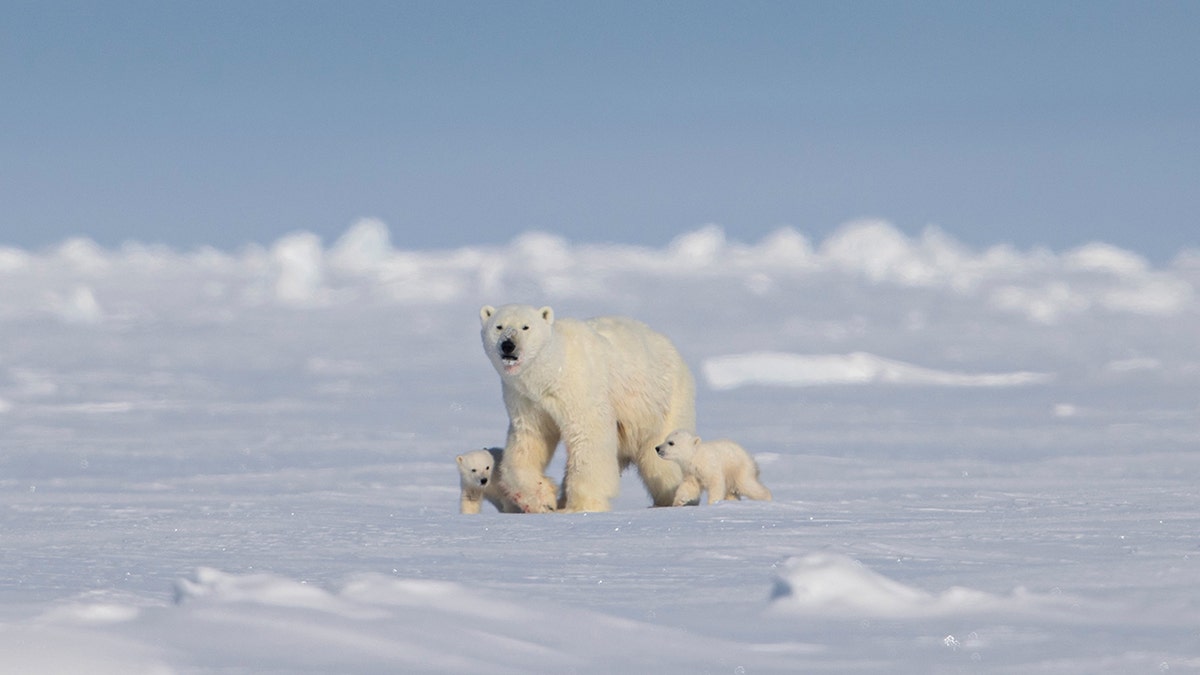 ursos polares no Canadá