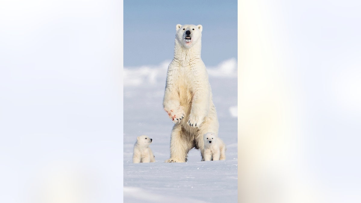 polar bear with cubs