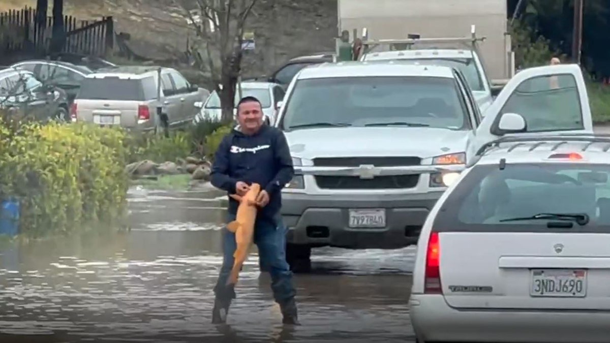 Fish caught in CA street floodwaters