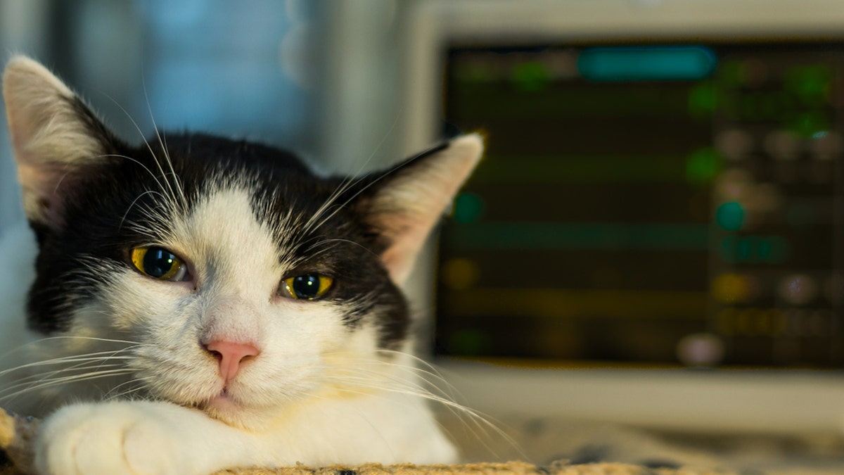 Cat under anesthesia