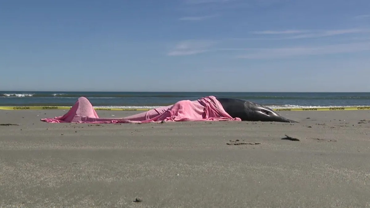 Wet towels on the dolphins