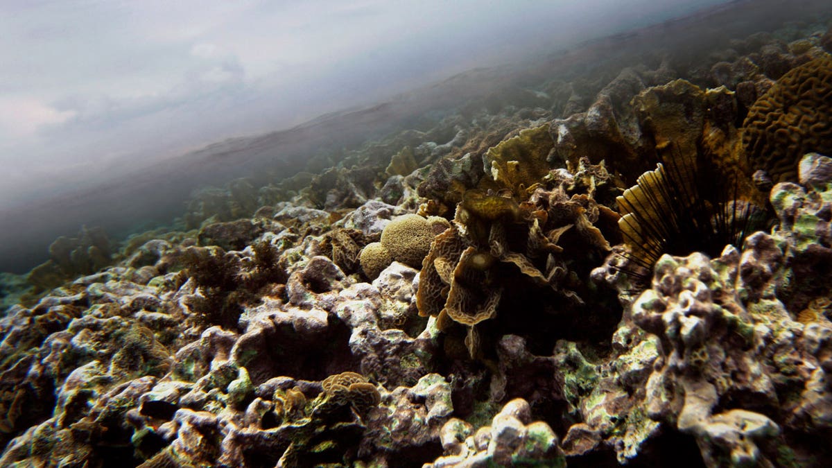 Belize Caribbean Coral Reefs