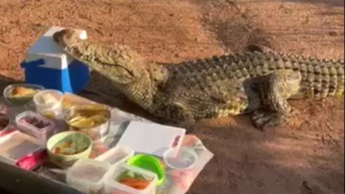 Croc steals cooler in South Africa one