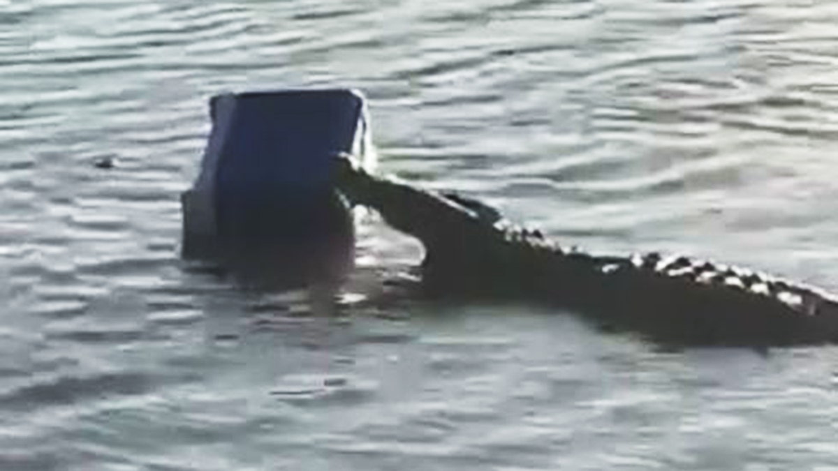 Croc steals cooler in South Africa two