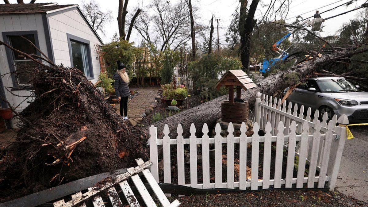 A woman in Santa Rosa surveys damage from a fallen tree