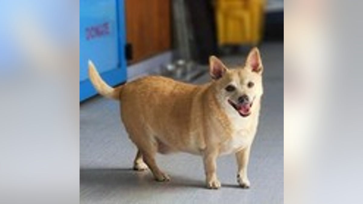 dog small yellow Chihuahua