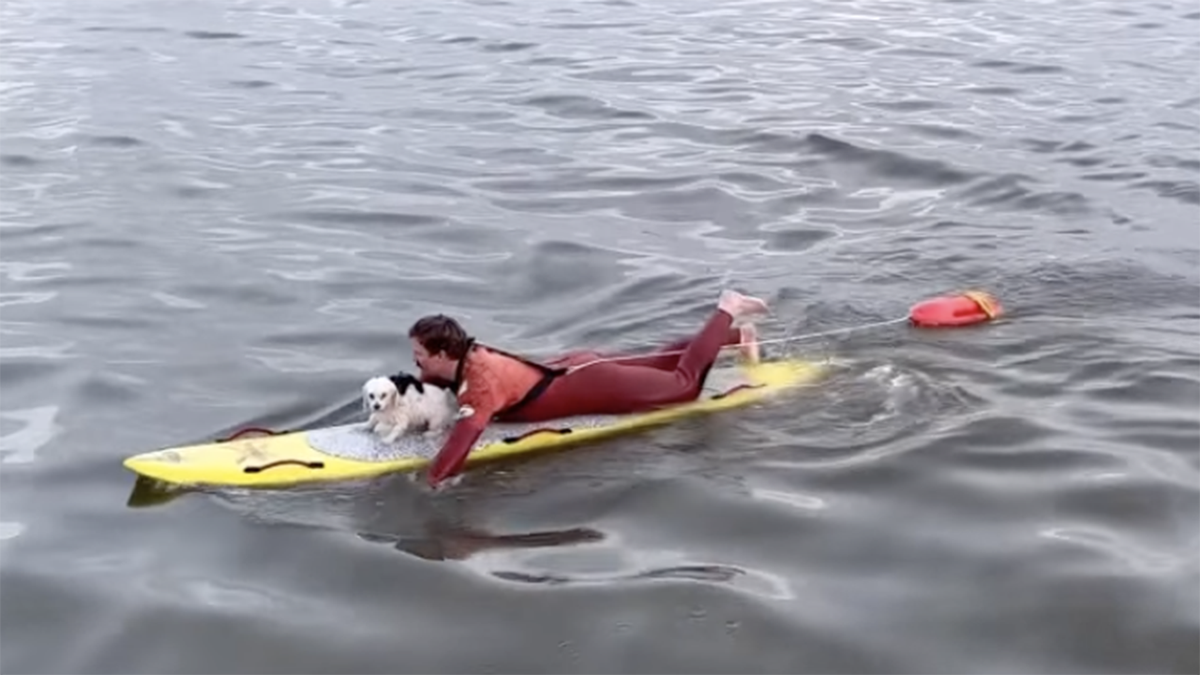 Dog Paddleboard Rescue Lifeguard California