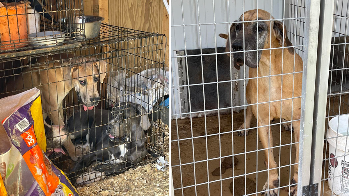 Animals seized in Tennessee