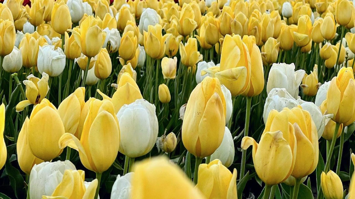 White and yellow tulips