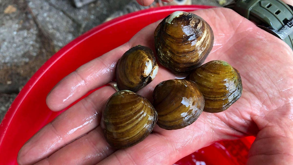 Round hickorynut mussels