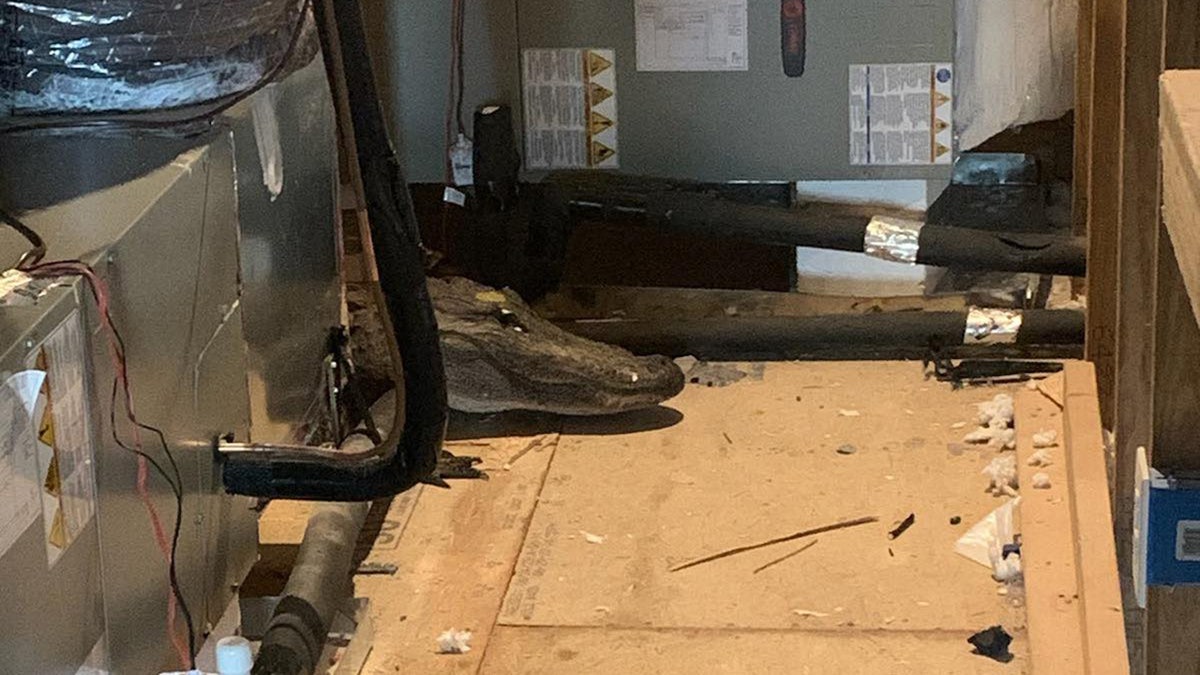 alligator found in north carolina attic